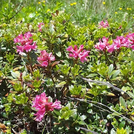 Unterlettlhof Апартаменты *