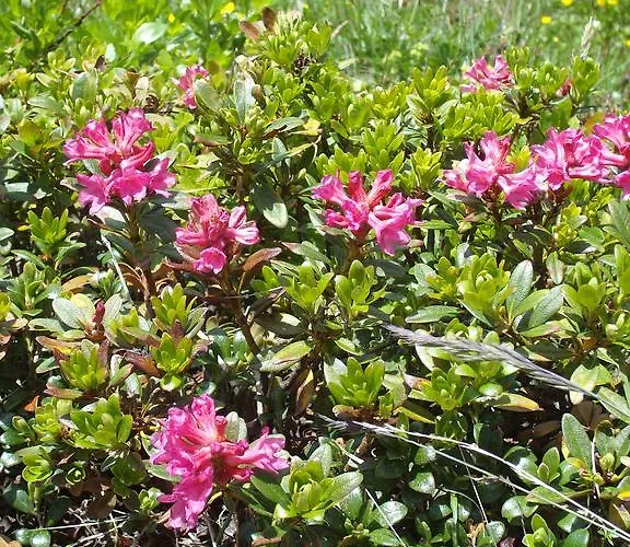 Unterlettlhof Appartement *